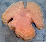 Naturally Unique Cypress Tree Trunk Handmade Coffee Table - Log Rustic Chilean - Free International Shipping Included